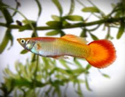 Гуппи самцы сансет