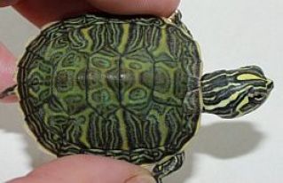 Черепаха Нельсона 5-7 см (PN)