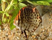 Аргус красный 3см (TP501-1)