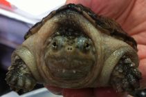 Каймановая черепаха Chelydra serpentine (Common Snapping Turtle) 10+см (KMМ-10+)