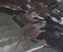 Каймановая черепаха Chelydra serpentine (Common Snapping Turtle) 7-8 см (KMМ)