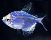 Тернеция флуоресцентная голубая (NH076)