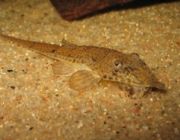 Лорикария пиноккио