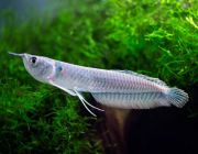 Арована серебряная 10-12 см