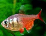 Тетра огненная