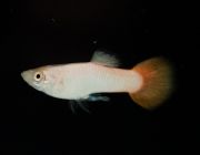 Гуппи самцы вельветовые розовые