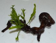 Папоротник винделов на коряге (K009)