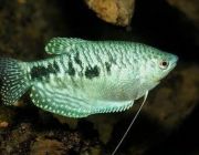 Гурами мраморный 5-6см