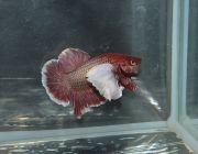 Петушок самец супер дамбо (LR010)