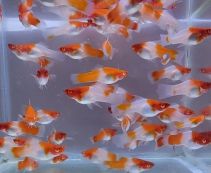 Меченосец санта клаус 5см (MCH05R)