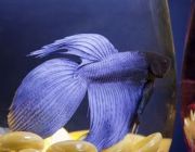 Петушок самец вуалевый темно-синий (LB)