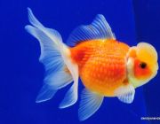 Жемчужинка с короной красная 4-5см