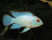 Наннакара неоновая голубая 3-4см (CH-K-023)