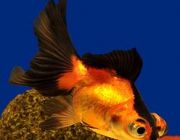 Телескоп красно-черный 6-7см