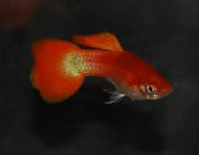 Гуппи самцы красная дыня