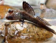 Илистый прыгун 7-8см. (PRIL-7)