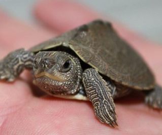 Черепаха Миссисипская (Пилоспинная) 5-6 см (MM)