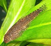 Псевдогастромизон Майерса 2,5 см (SH012)