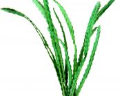 V-Шелковое растение 