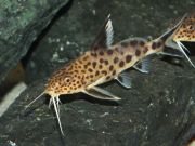 Синодонтис кукушка 3 см