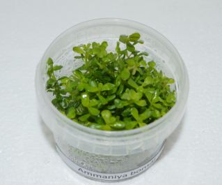 Аммания Бонсай (TC 41)