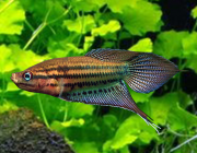 Гурами ворчащий 3-4см (NH039)