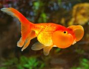 Водяные глазки красные 6-7см