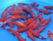 Карась красный 10-13 см. (Р-CA1013)