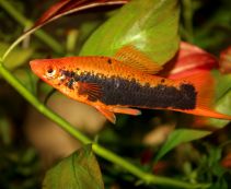 Меченосец красный токседо купить 5см