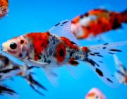 Комета ситцевая (шубункин) 5-7см