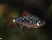 Барбус олиголепис (BH003)