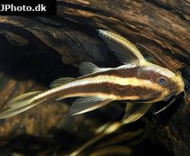 Платидорас (Platydoras costatus) 4см купить (M03)