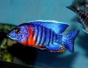 Аулонокара ньяса 6-7см