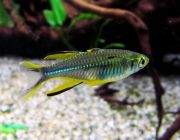 Тельматерина Ладигеза 2,5-3см