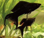 Велифера черная 5см