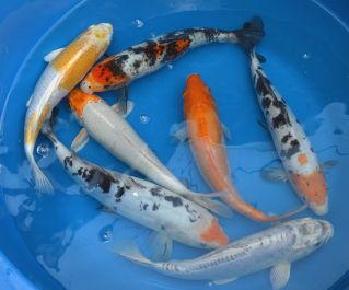 Набор карпов кои из 5 штук 25-27см