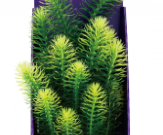 Кабомба зеленая 30см в картонной коробке (YS-60511-1)