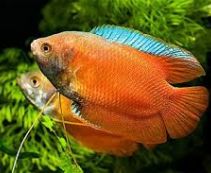 Лялиус красный купить 5см (LR)