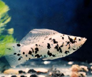 Велифера серебрянная ситцевая высокоплавничная купить