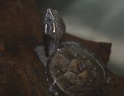 Черепаха мускусная Sternotherus odoratus (Common Musk Turtle) 3см (SO)