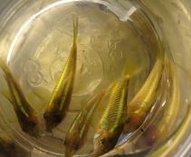 Коридорас зеленый флуоресцентный