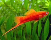 Меченосец красный 4см (MCH05)