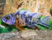 Аулонокара пестрая 