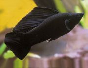 Велифера черная 4см (NH082)