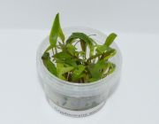 Криптокорина Вендта (TC 34)