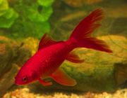 Комета красная 15-18см (CH02-S3)