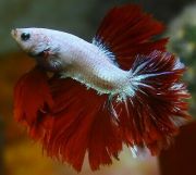 Петушок самец халф мун перохвостый класс А (HM707)