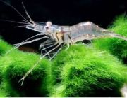 Креветка макробрахиум (NG-0006)