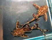 Хара хара 2см