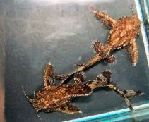 Хара хара купить, сомик якорек 2см